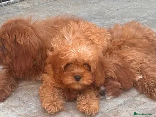 Cavapoo dogs 🐾 READY fully health tested F1 Cavapoo Girls 🐾 - Advert 1