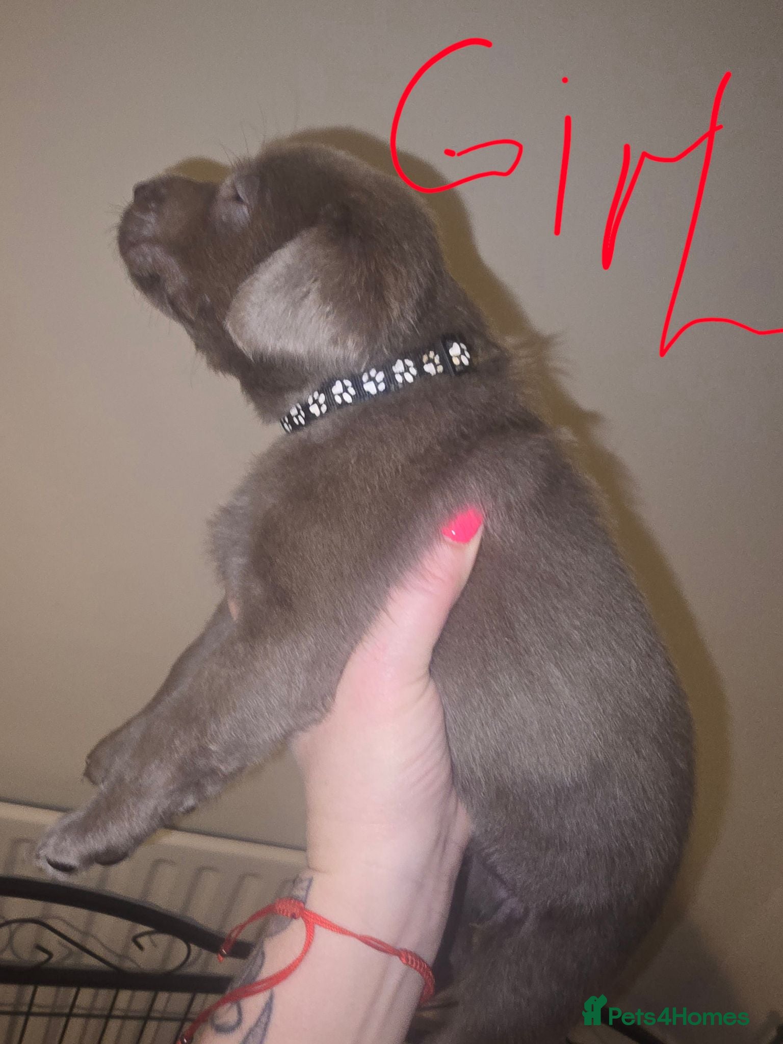 Labrador Retriever dogs ️Beautiful Labrador Retriever Puppies Silver/Choco - Advert 2