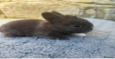 Netherland Dwarf rabbits Sweet Netherland Dwarf bunnies  - Advert 10