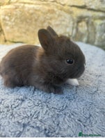 Netherland Dwarf rabbits Sweet Netherland Dwarf bunnies - Advert 8