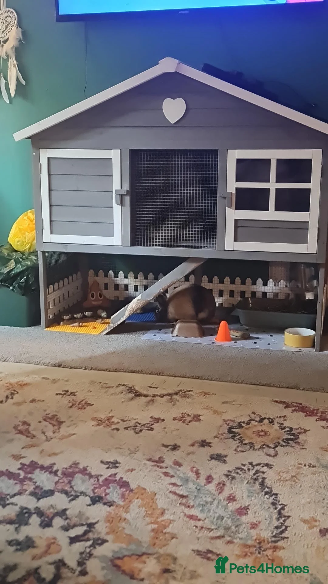 Mixed Breed rabbits for sale: Mochi  - Advert 4