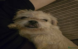 Mixed Breed dogs for sale: Mixed breed puppies. - Image 7