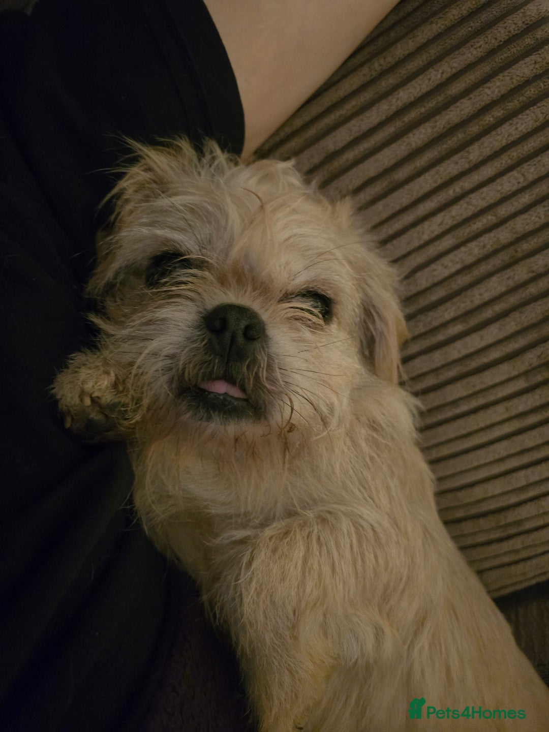 Mixed Breed dogs for sale: Mixed breed puppies. - Image 7