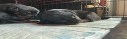 Mixed Breed dogs for sale: Rottweiler x Rottweiler x Akita  - Advert 20