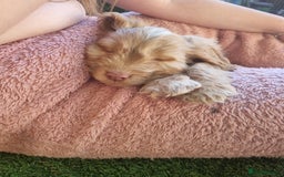 Cocker Spaniel dogs for sale: Stunning litter of cocker spaniels  - Image 8
