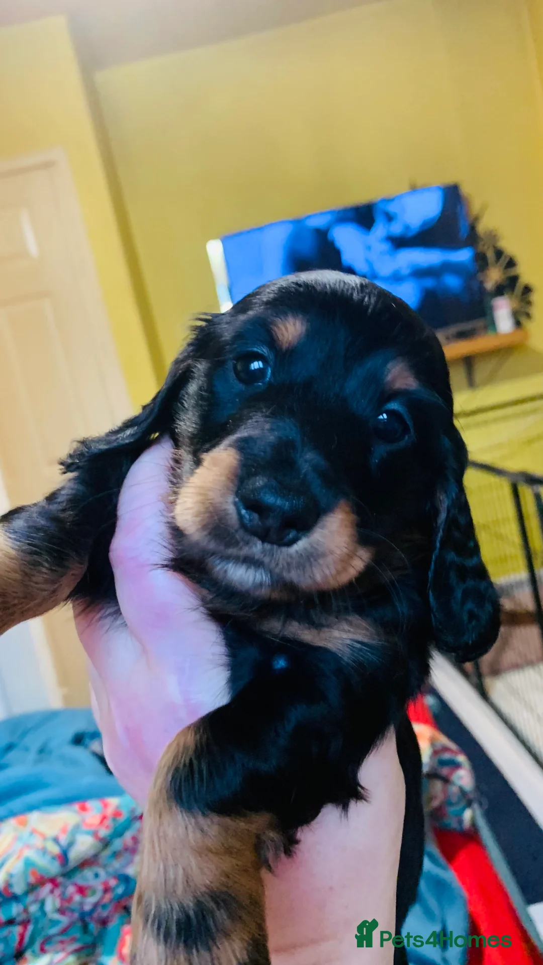 Miniature Dachshund dogs for sale: Longhaired mini dachshund  - Advert 1