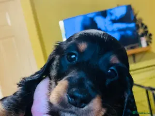 Miniature Dachshund dogs Longhaired mini dachshund - Advert 8