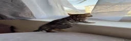 Bengal cats for sale: Beautiful Bengal Kittens🤎 in London - Advert 5