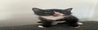 Mixed Breed Kitten 3