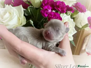 Chihuahua dogs KC long coat cream show line chihuahua puppies - Advert 6