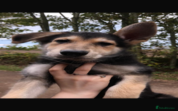 German Shepherd dogs for sale: Stunning Female German shepherd  - Image 4