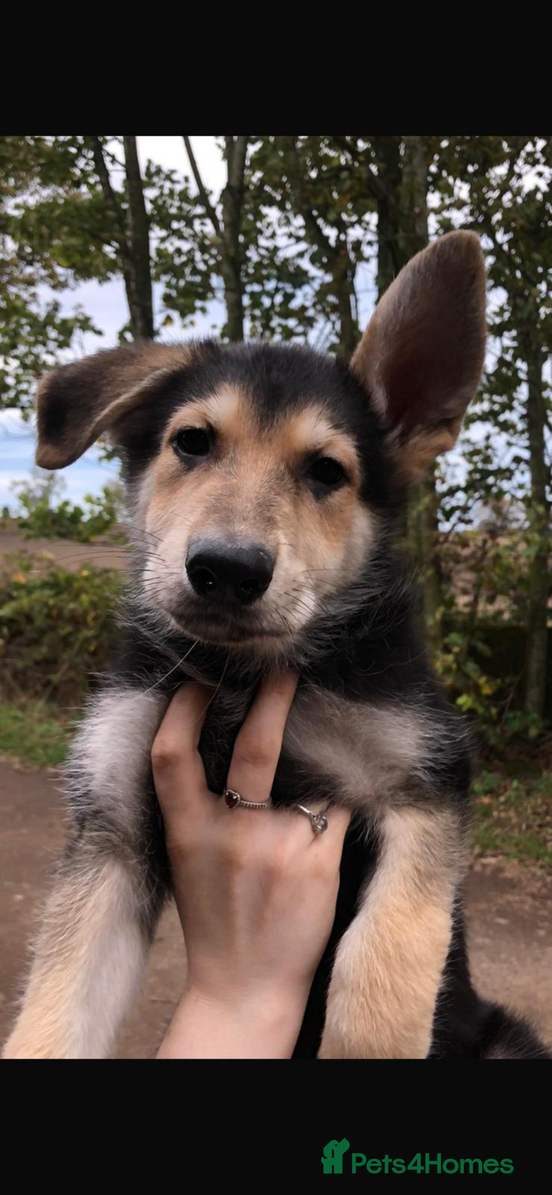 German Shepherd dogs for sale: Stunning Female German shepherd  - Image 4