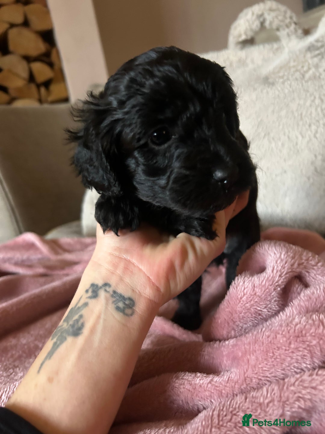 Maltipoo dogs for sale: Stunning maltipoos  - Advert 5