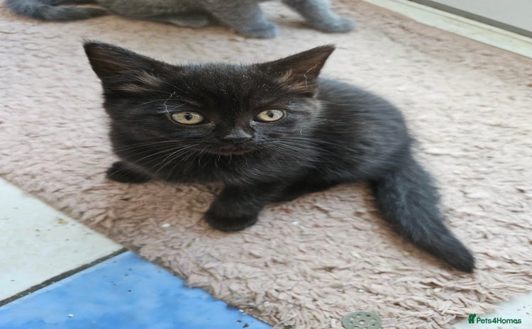 Mixed Breed cats - Advert 4