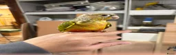 Conures birds for sale: Hand tame pineapple Conure - Advert 6