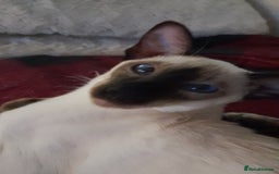 Siamese cats for sale: Meet peggy - Image 5