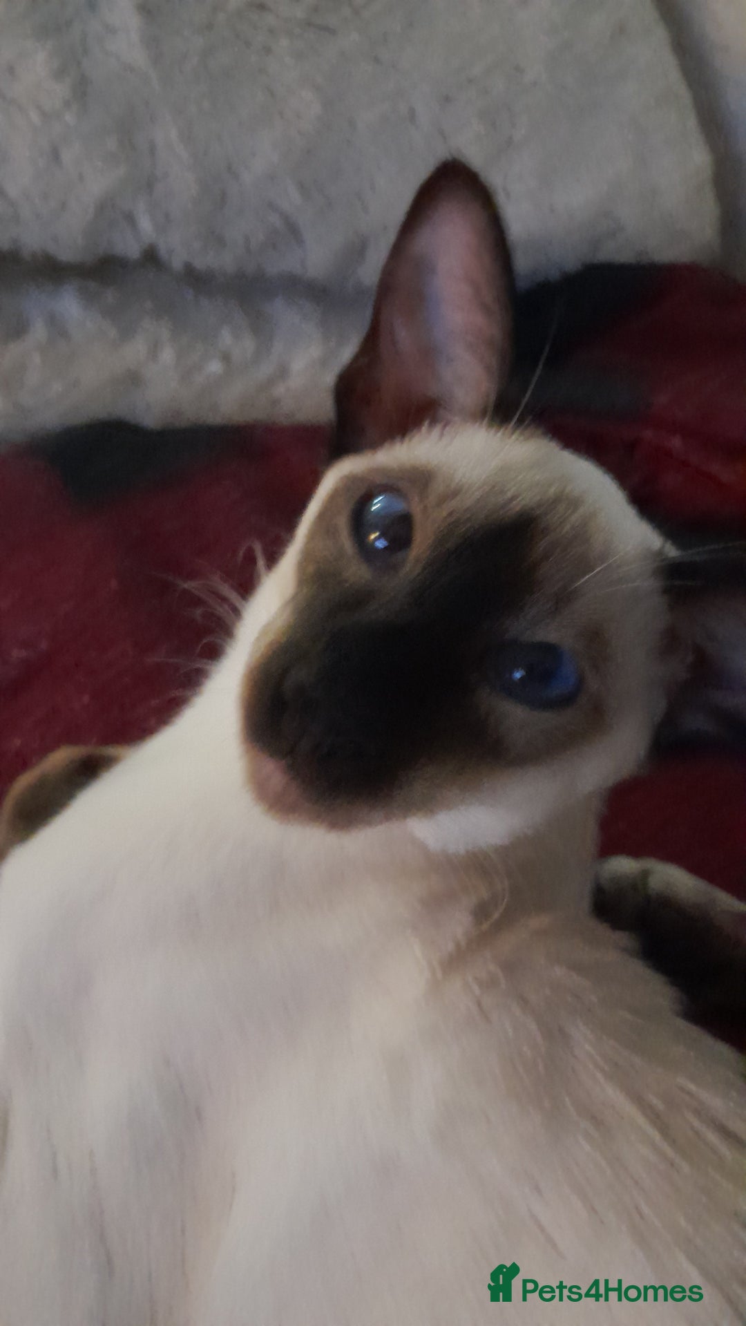 Siamese cats for sale: Meet peggy - Image 5