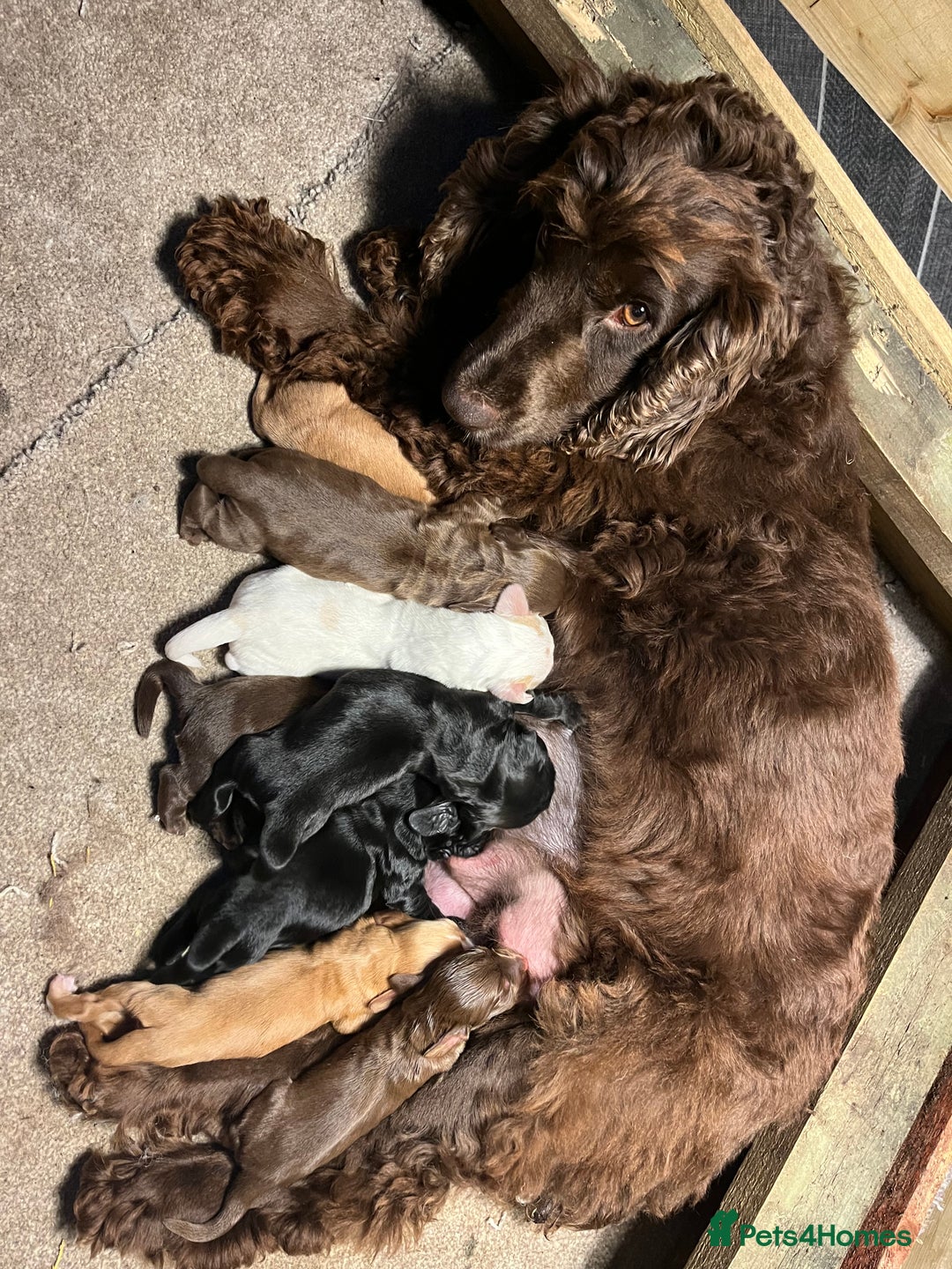 Cocker Spaniel dogs for sale: ⭐️Cocker spaniel puppies ready now ⭐️ - Image 18