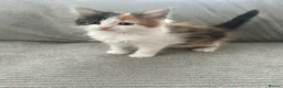 Maine Coon cats for sale: Kittens Looking for Their Forever Homes 🐾 - Advert 10