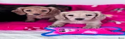 Miniature Dachshund dogs for sale: Miniature longhaired Dachshunds kc reg PRA clear - Advert 15
