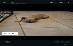 French Bulldog dogs for sale: Full vaccination only 2 available french bulldog in Hayes - Image 26