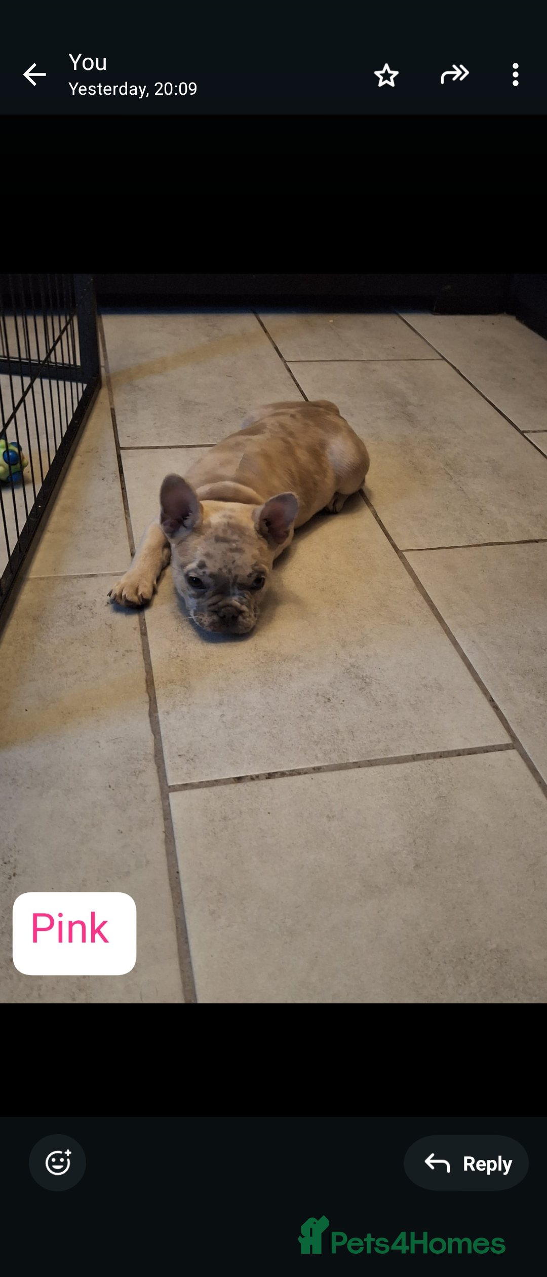 French Bulldog dogs for sale: Full vaccination only 2 available french bulldog in Hayes - Image 26