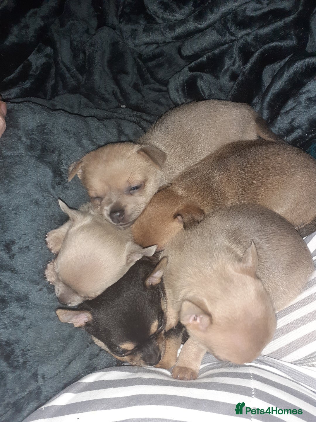 Chihuahua dogs for sale: Chihuahua puppies for sale - Advert 2