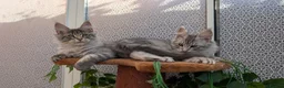 Maine Coon cats for sale: Stunning Maine coon kittens - Advert 16