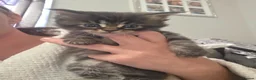 Maine Coon cats for sale: Beautiful full mainecoons - Advert 5