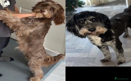 Cockapoo dogs for sale: 🌈 Outstanding rainbow cockapoo puppies 🐶 - Image 14
