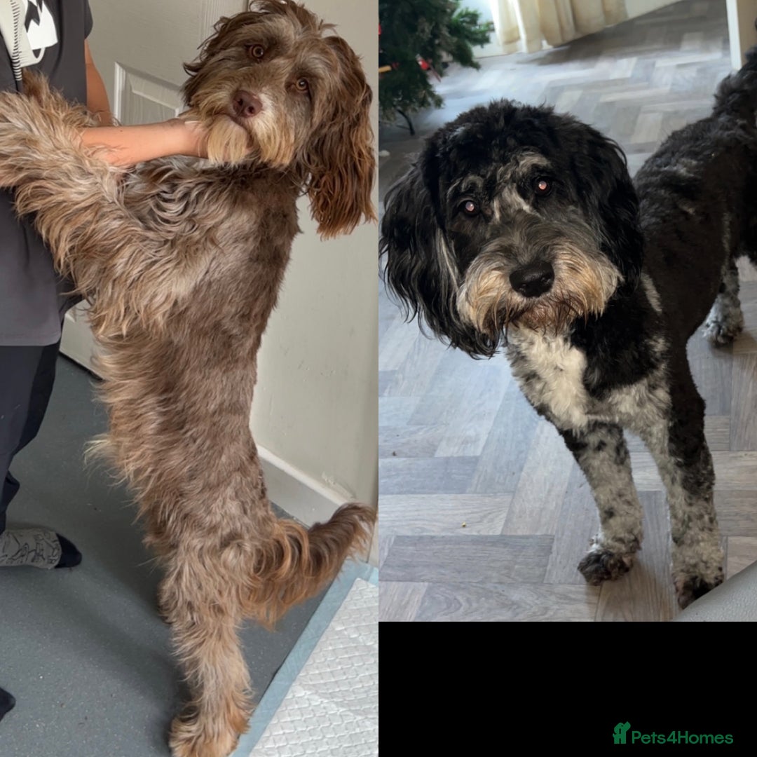 Cockapoo dogs for sale: 🌈 Outstanding rainbow cockapoo puppies 🐶 - Image 14