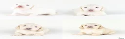 Miniature Dachshund dogs for sale: 🤍KC Reg Longhair miniature cream daschunds🤍 - Advert 3