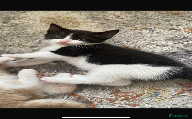 Domestic Shorthair cats - Advert 2