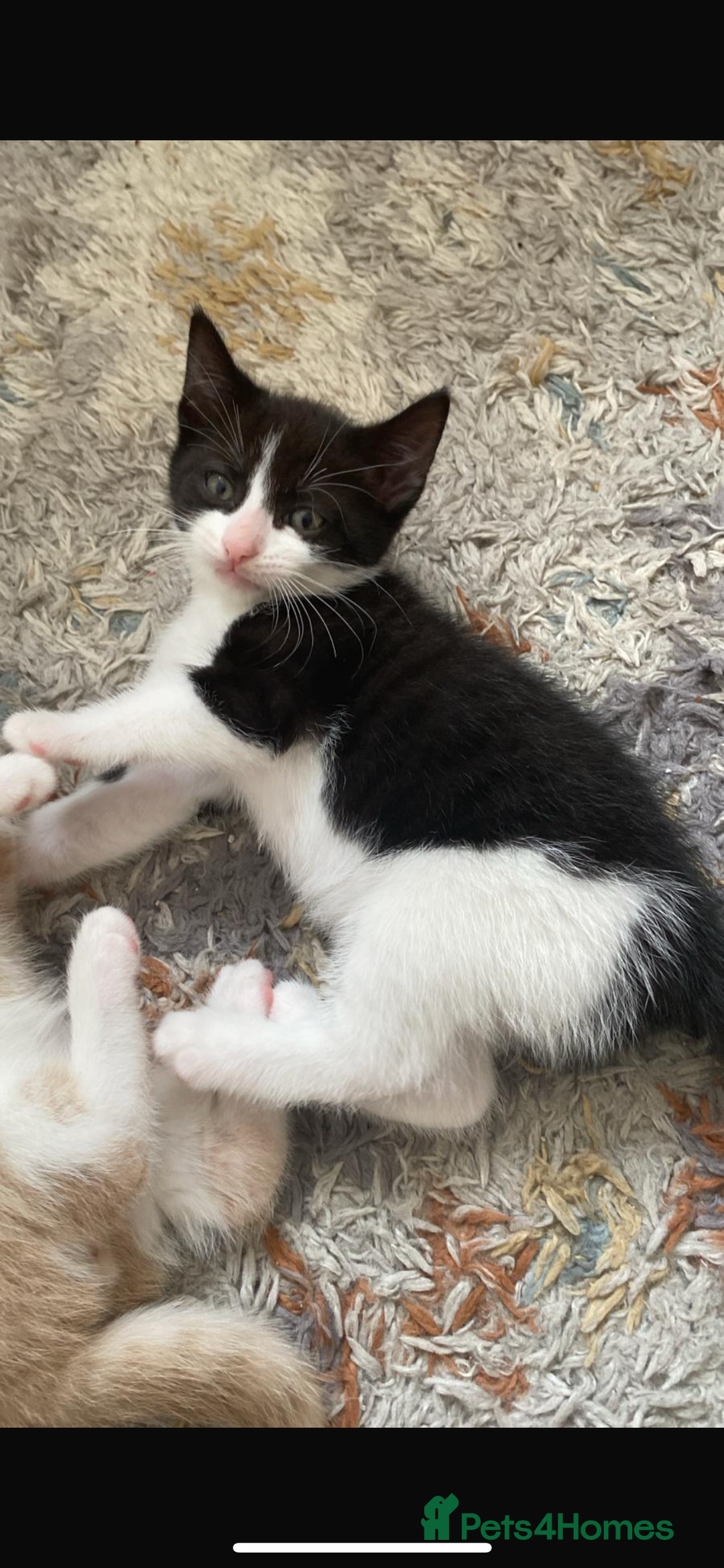 Domestic Shorthair cats for sale: Kitten needs a home! - Image 1