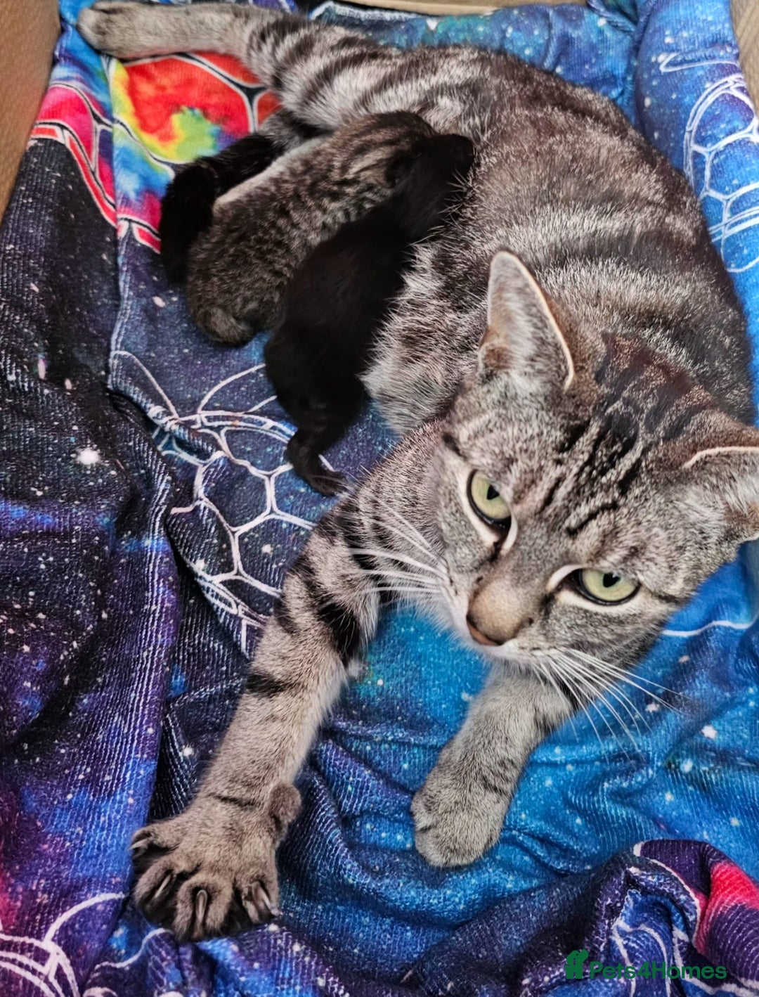 Mixed Breed cats for sale: Gorgeous kittens  - Advert 4