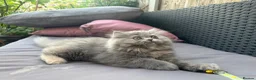 Persian cats for sale: 6th Generation pedigree Persian Kittens - Last boy - Advert 2