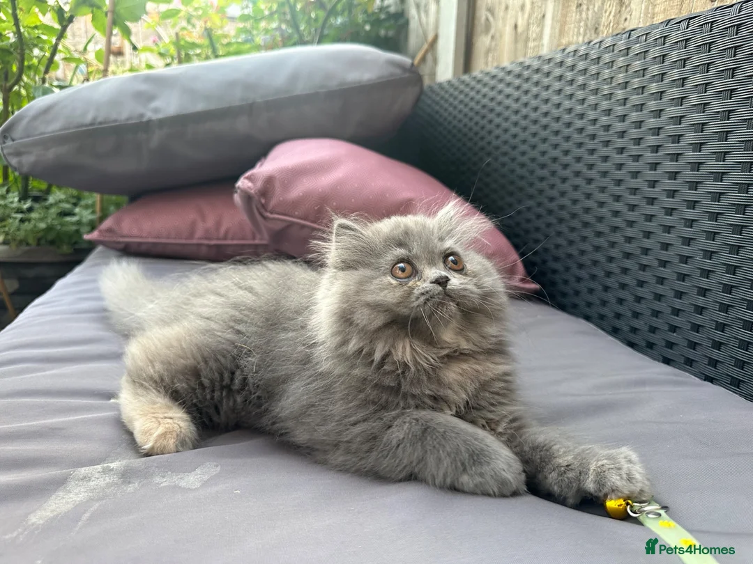 Persian cats for sale: 6th Generation pedigree Persian Kittens - Last boy - Advert 2