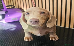 Miniature Dachshund dogs for sale: Smooth Coat Minature Dachshund Male - Image 2