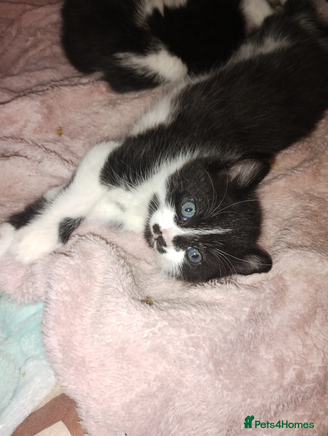 Mixed Breed cats for sale: Three cuties ready for new homes  - Advert 2