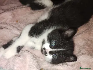 Mixed Breed cats The Last Shadow of the Kitten - Advert 17