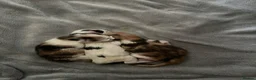 Mixed Breed cats for sale: x3 kittens  in Bridgwater - Advert 8