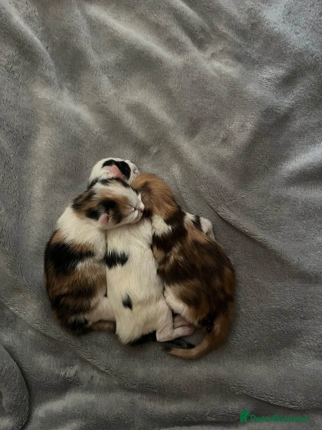 Mixed Breed cats for sale: x3 kittens  in Bridgwater - Advert 8