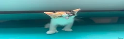 Mixed Breed cats for sale: Stunning polydactyl kittens - Advert 15