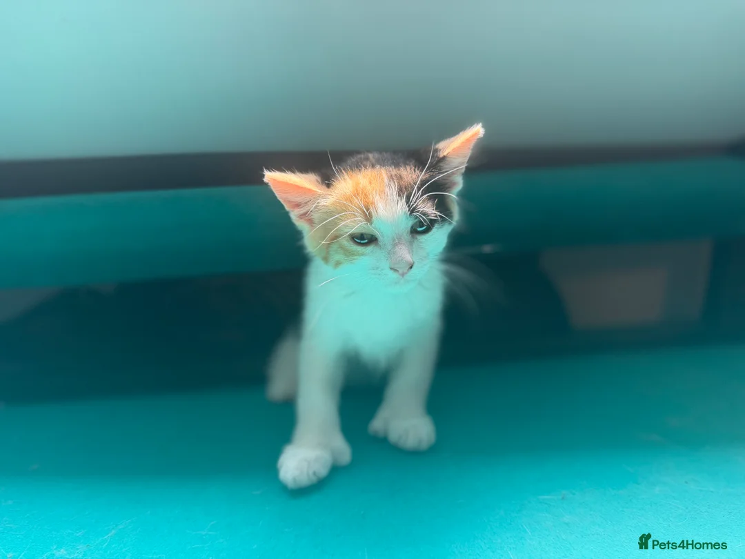 Mixed Breed cats for sale: Beautiful black and white kitten - Advert 2