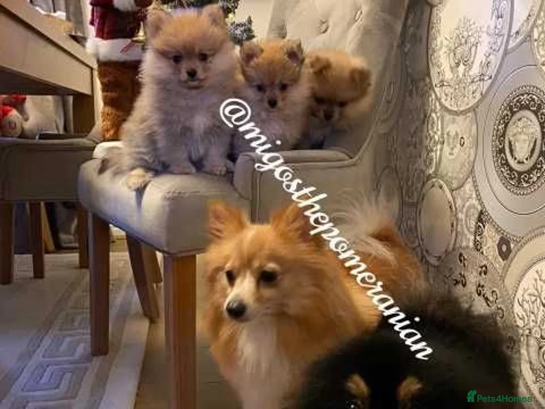 Pomeranian dogs for stud: Well Proven Stunning Black and Tan Pomeranian Stud in Ebbw Vale - Advert 10