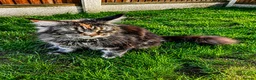 Maine Coon cats for sale: 7 adorable Pure Bred Mainecoon - Advert 33