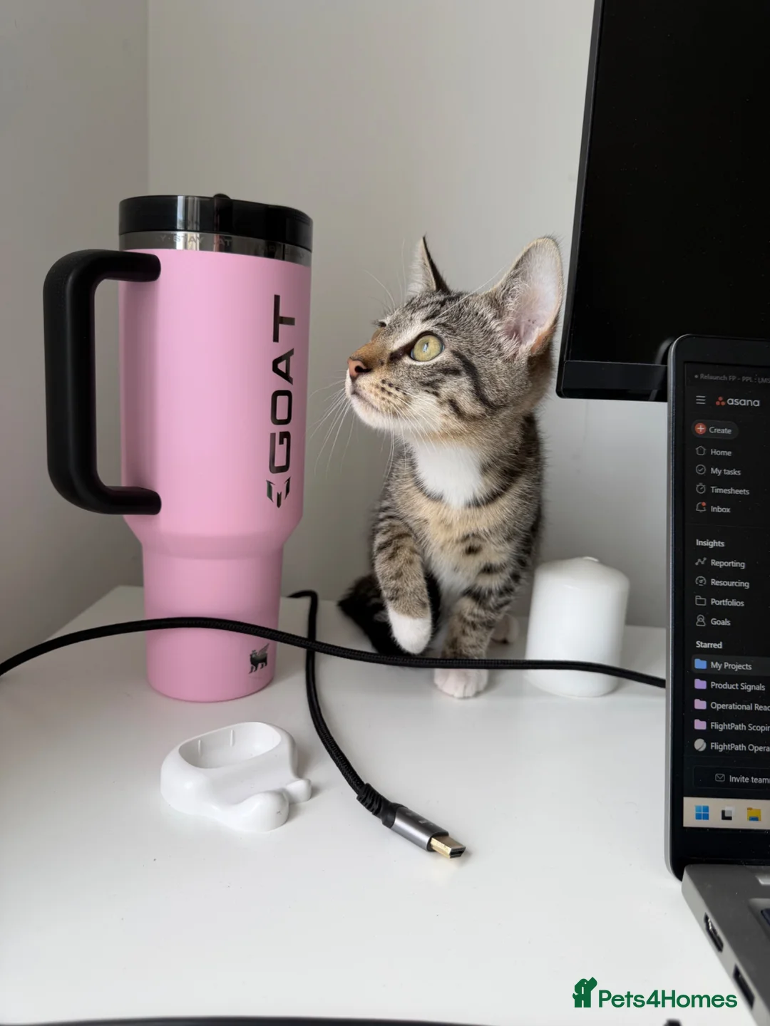 Mixed Breed cats for sale: Two Beautiful Grey Tabby Kittens For Sale - Advert 5