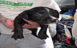 Mixed Breed dogs for sale: Labrador/irish wolf hound  - Image 12