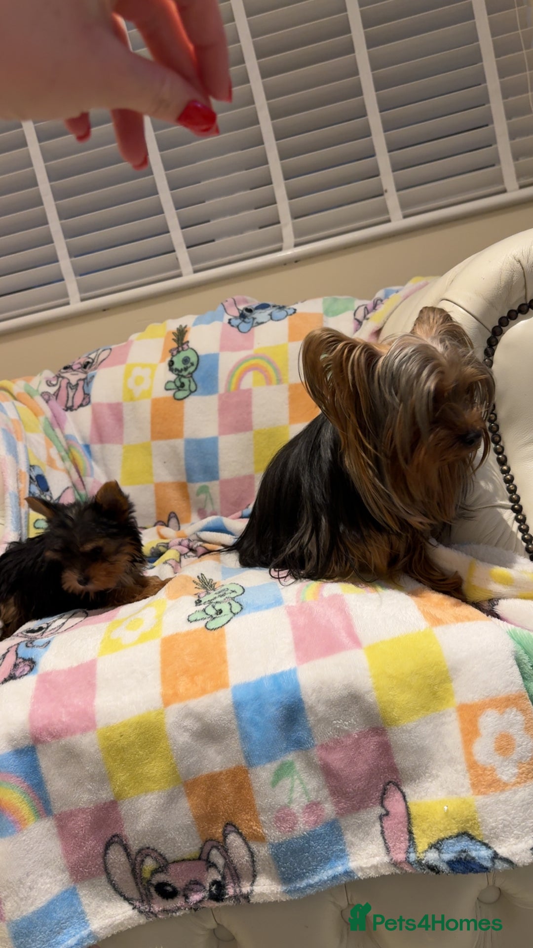 Yorkshire Terrier dogs for sale: *Reduced* teeny tiny little Yorkshire terrier boy  - Advert 5