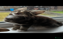 British Shorthair cats for sale: Two male kitties for sale - Image 4